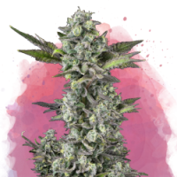 Nirvana seeds - Critical (Feminized) Nirvana seeds - Critical (Feminized)