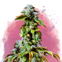Nirvana seeds - Durban Poison (Feminized) Nirvana seeds - Durban Poison (Feminized)