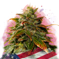 Nirvana seeds - Gelato (Feminized) Nirvana seeds - Gelato (Feminized)