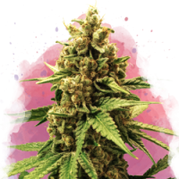Nirvana seeds - Great White Shark (Feminized) Nirvana seeds - Great White Shark (Feminized)