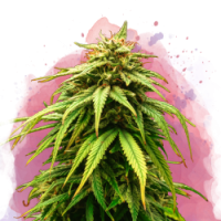 Nirvana seeds - Green Crack (Feminized) Nirvana seeds - Green Crack (Feminized)
