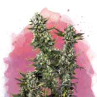 Nirvana seeds - Hindu Kush (Feminized) Nirvana seeds - Hindu Kush (Feminized)