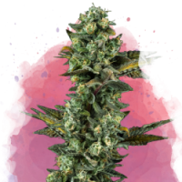 Nirvana seeds - Ice (Feminized) Nirvana seeds - Ice (Feminized)
