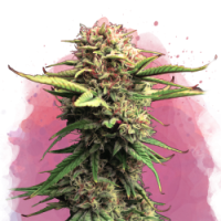 Nirvana seeds - Jock Horror (Feminized) Nirvana seeds - Jock Horror (Feminized)
