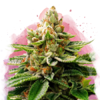 Nirvana seeds - LSD (Feminisiert)