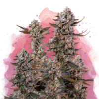 Nirvana seeds - Lithium OG Kush (Feminisiert) Nirvana seeds - Lithium OG Kush (Feminisiert)