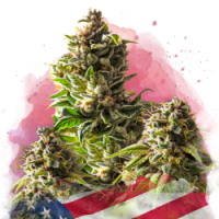 Nirvana seeds - Mango Kush (Feminisiert)