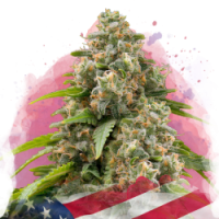Nirvana seeds - Matanuska (Feminisiert)