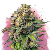 Nirvana seeds - OG Kush (Feminisiert)