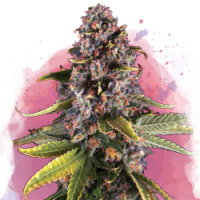Nirvana seeds - Raspberry Cough (Feminisiert)