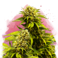 Nirvana seeds - Super Skunk (Feminizált) Nirvana seeds - Super Skunk (Feminizált)