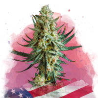 Nirvana seeds - Wedding Cake (Feminizált) Nirvana seeds - Wedding Cake (Feminizált)