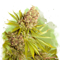 Nirvana seeds - AK-48 (Autoflowering) Nirvana seeds - AK-48 (Autoflowering)