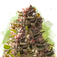 Nirvana seeds - Aurora Indica (Autoflowering) Nirvana seeds - Aurora Indica (Autoflowering)