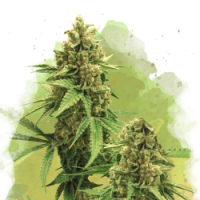 Nirvana seeds - Big Bud (Autoflowering) Nirvana seeds - Big Bud (Autoflowering)