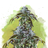 Nirvana seeds - Blue Cheese (Autoflowering) Nirvana seeds - Blue Cheese (Autoflowering)
