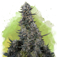 Nirvana seeds - Critical (Autoflowering) Nirvana seeds - Critical (Autoflowering)