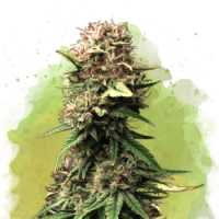Nirvana seeds - Jock Horror (Autoflowering) Nirvana seeds - Jock Horror (Autoflowering)