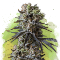 Nirvana seeds - Lithium OG Kush (Autoflowering) Nirvana seeds - Lithium OG Kush (Autoflowering)