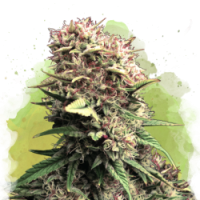 Nirvana seeds - OG Kush (Autoflowering) Nirvana seeds - OG Kush (Autoflowering)