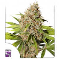 Dutch Passion - Pineapple Poison (Feminizált) Dutch Passion - Pineapple Poison (Feminizált)
