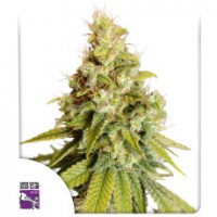 Dutch Passion - Lemon OG (Feminizált) Dutch Passion - Lemon OG (Feminizált)