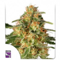 Dutch Passion - TnT Trichome (Feminizált) Dutch Passion - TnT Trichome (Feminizált)