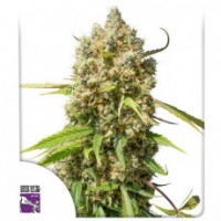 Dutch Passion - Elephant (Autoflowering) Dutch Passion - Elephant (Autoflowering)