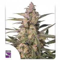 Dutch Passion - Northern Dragon Fuel (Autoflowering) Dutch Passion - Northern Dragon Fuel (Autoflowering)
