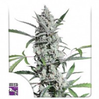 Dutch Passion - Fat Pete's Cookies (Autoflowering) Dutch Passion - Fat Pete's Cookies (Autoflowering)