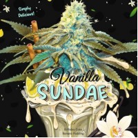 T.H. Seeds - Vanilla Sundae (Feminized) T.H. Seeds - Vanilla Sundae (Feminized)