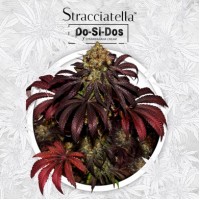 T.H. Seeds - Stracciatella Do-Si-Dos x SBC (Feminized) T.H. Seeds - Stracciatella Do-Si-Dos x SBC (Feminized)