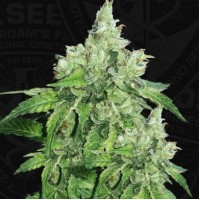 T.H. Seeds - Citron Givré - Birthday Cake (Feminized) T.H. Seeds - Citron Givré - Birthday Cake (Feminized)