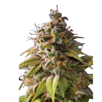 Ganesha seeds - Deva Caramel Monster (Feminizált) Ganesha seeds - Deva Caramel Monster (Feminizált)