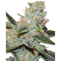 Ganesha seeds - Deva Wedding Cake x Triple OG (Feminizált) Ganesha seeds - Deva Wedding Cake x Triple OG (Feminizált)