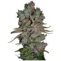 Ganesha seeds - Apu Blueberry (Autoflowering) Ganesha seeds - Apu Blueberry (Autoflowering)