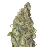 Ganesha seeds - Apu Gorilla Girl (Autoflowering) Ganesha seeds - Apu Gorilla Girl (Autoflowering)