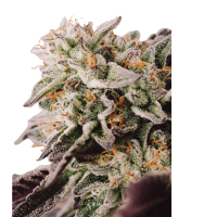 Ganesha seeds - Apu lowryder (Autoflowering) Ganesha seeds - Apu lowryder (Autoflowering)