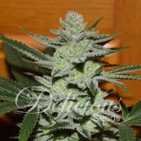 Delicious Seeds - UNKNOWN KUSH ® (Feminized) Delicious Seeds - UNKNOWN KUSH ® (Feminized)