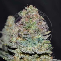 Delicious Seeds - DELICIOUS COOKIES (Autoflowering) Delicious Seeds - DELICIOUS COOKIES (Autoflowering)
