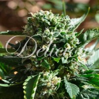 Delicious Seeds - IL DIAVOLO ® (Autoflowering) Delicious Seeds - IL DIAVOLO ® (Autoflowering)