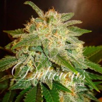 Delicious Seeds - LA BELLA AFRODITA ® (Autoflowering) Delicious Seeds - LA BELLA AFRODITA ® (Autoflowering)