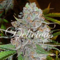 Delicious Seeds - LA DIVA ® (Autoflowering) Delicious Seeds - LA DIVA ® (Autoflowering)