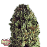 Heavyweight Seeds - BUDZILLA (Feminized) Heavyweight Seeds - BUDZILLA (Feminized)