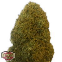 Heavyweight Seeds - CHAMPION (Feminized) Heavyweight Seeds - CHAMPION (Feminized)