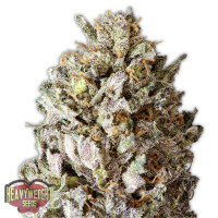 Heavyweight Seeds - DIESEL DRIFT (Feminized) Heavyweight Seeds - DIESEL DRIFT (Feminized)