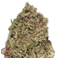 Heavyweight Seeds - DREAM MACHINE (Feminized) Heavyweight Seeds - DREAM MACHINE (Feminized)