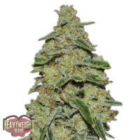 Heavyweight Seeds - LEMON CAKE (Feminized) Heavyweight Seeds - LEMON CAKE (Feminized)