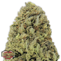 Heavyweight Seeds - FAST&VAST (Autoflowering) Heavyweight Seeds - FAST&VAST (Autoflowering)