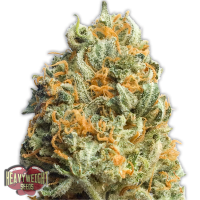 Heavyweight Seeds - FULLY LOADED (Autoflowering) Heavyweight Seeds - FULLY LOADED (Autoflowering)